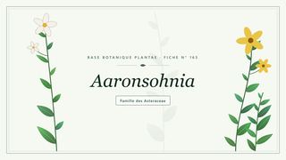 Planche botanique stylisée d’Aaronsohnia, famille des Asteraceae