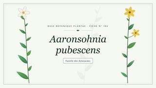 Planche botanique stylisée d’Aaronsohnia pubescens, famille des Asteracées