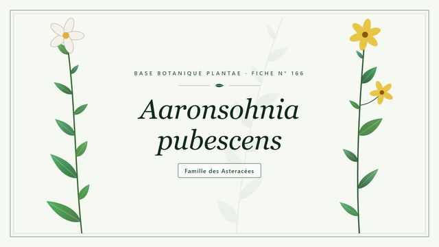 166 aaronsohnia pubescens : guide complet Planche botanique stylisée d’Aaronsohnia pubescens, famille des Asteracées