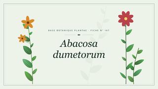 Planche botanique stylisée d’Abacosa dumetorum