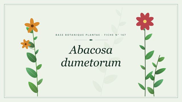 Abacosa dumetorum : fiche descriptive et taxonomie Planche botanique stylisée d’Abacosa dumetorum