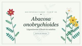 Planche botanique stylisée d’Abacosa onobrychioides (Légumineuse à fleurs en sainfoin), famille des Fabacées