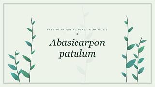 Planche botanique stylisée d’Abasicarpon patulum