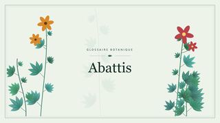 Illustration botanique stylisée du terme « Abattis » du glossaire
