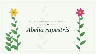 Planche botanique stylisée d’Abelia rupestris