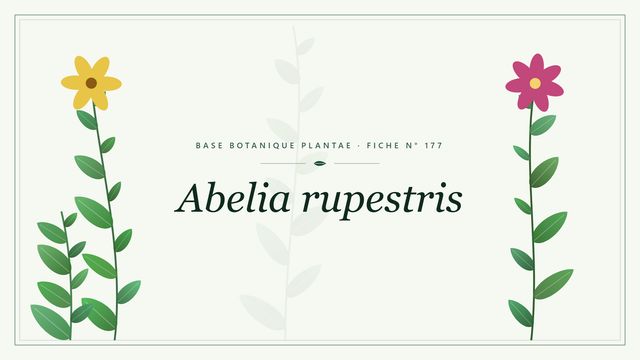 Abelia rupestris : fiche descriptive et taxonomie Planche botanique stylisée d’Abelia rupestris