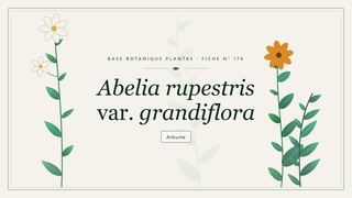 Planche botanique stylisée d’Abelia rupestris var. grandiflora
