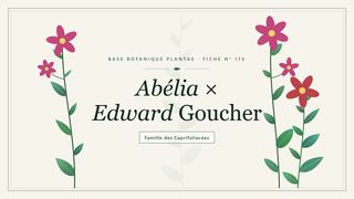 Planche botanique stylisée d’Abélia × Edward Goucher, famille des Caprifoliacées