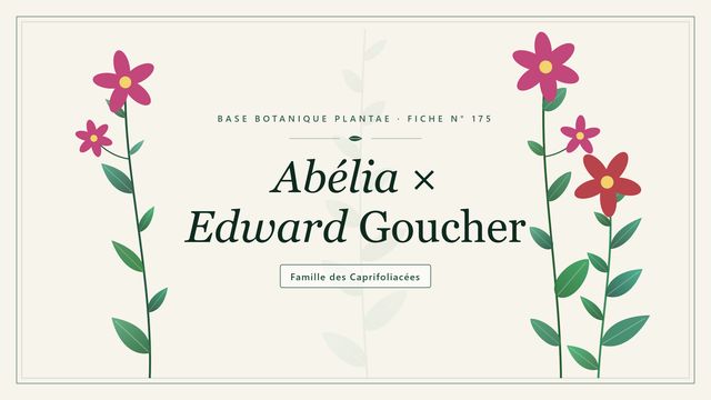 175 abelia edward goucher : points clés Planche botanique stylisée d’Abélia × Edward Goucher, famille des Caprifoliacées