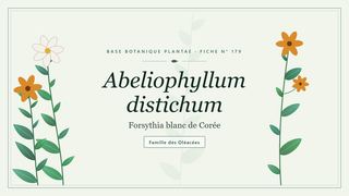 Planche botanique stylisée d’Abeliophyllum distichum (Forsythia blanc de Corée), famille des Oléacées