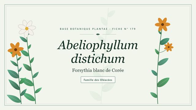 179 abeliophyllum distichum : guide complet Planche botanique stylisée d’Abeliophyllum distichum (Forsythia blanc de Corée), famille des Oléacées
