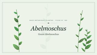 Planche botanique stylisée d’Abelmoschus (Genre Abelmoschus)