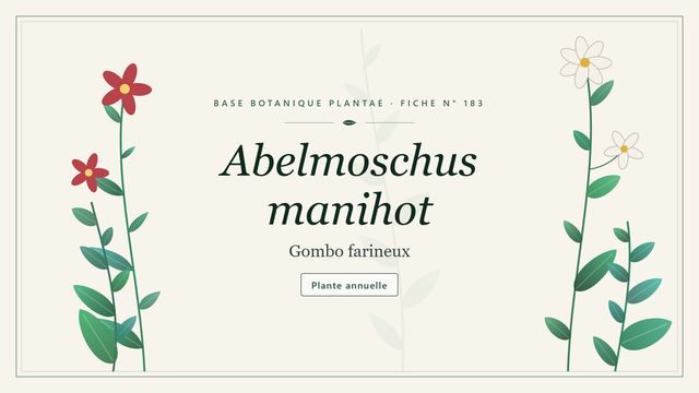 183 abelmoschus manihot : comment s'y retrouver Planche botanique stylisée d’Abelmoschus manihot (Gombo farineux)