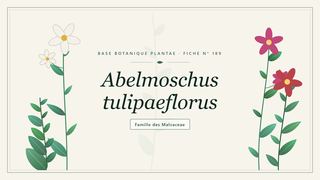 Planche botanique stylisée d’Abelmoschus tulipaeflorus, famille des Malvaceae