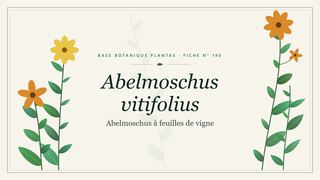 Planche botanique stylisée d’Abelmoschus vitifolius (Abelmoschus à feuilles de vigne)