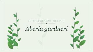 Planche botanique stylisée d’Aberia gardneri