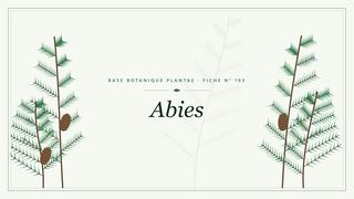 Planche botanique stylisée d’Abies
