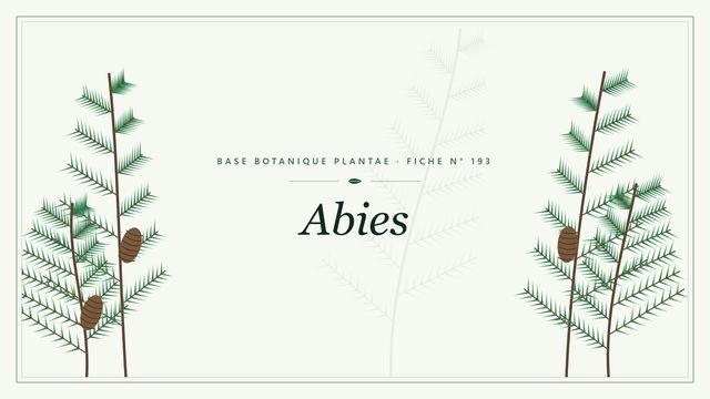 Abies : les sapins Planche botanique stylisée d’Abies