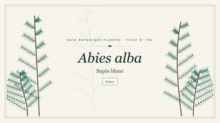 Planche botanique stylisée d’Abies alba (Sapin blanc)