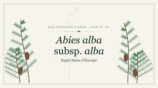 Planche botanique stylisée d’Abies alba subsp. alba (Sapin blanc d'Europe)
