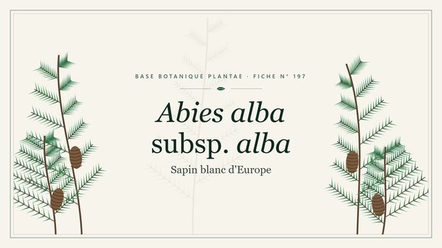 197 abies alba subsp. alba : ce qu'il faut savoir Planche botanique stylisée d’Abies alba subsp. alba (Sapin blanc d'Europe)