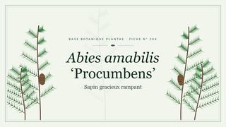 Planche botanique stylisée d’Abies amabilis ‘Procumbens’ (Sapin gracieux rampant)