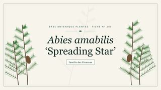 Planche botanique stylisée d’Abies amabilis ‘Spreading Star’, famille des Pinaceae