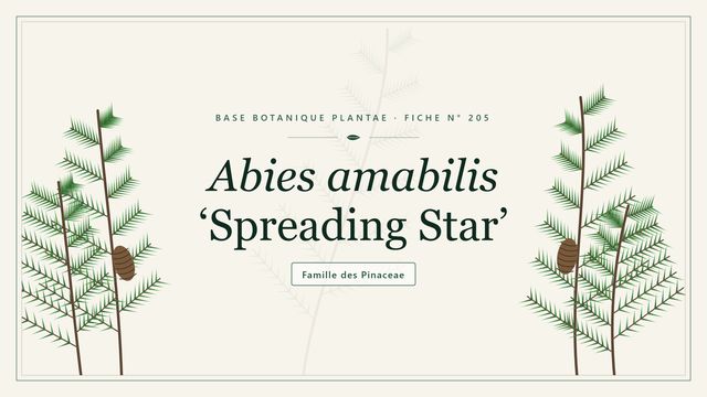 205 abies amabilis spreading star : l'essentiel Planche botanique stylisée d’Abies amabilis ‘Spreading Star’, famille des Pinaceae