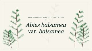 Planche botanique stylisée d’Abies balsamea var. balsamea