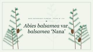Planche botanique stylisée d’Abies balsamea var. balsamea ‘Nana’