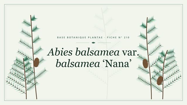 Abies balsamea var. balsamea nana : fiche descriptive et taxonomie Planche botanique stylisée d’Abies balsamea var. balsamea ‘Nana’