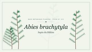 Planche botanique stylisée d’Abies brachytyla (Sapin du Sikkim)