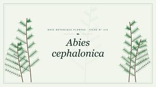 Planche botanique stylisée d’Abies cephalonica