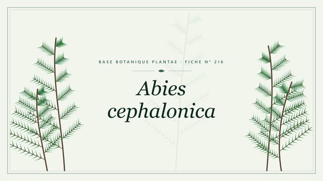 Abies cephalonica : fiche descriptive et taxonomie Planche botanique stylisée d’Abies cephalonica