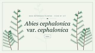 Planche botanique stylisée d’Abies cephalonica var. cephalonica