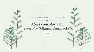 Planche botanique stylisée d’Abies concolor var. concolor ‘Glauca Compacta’