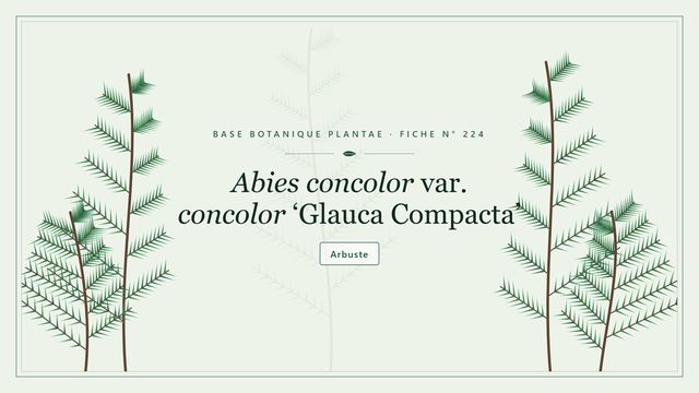 Abies concolor var. concolor glauca compacta : fiche descriptive et taxonomie Planche botanique stylisée d’Abies concolor var. concolor ‘Glauca Compacta’
