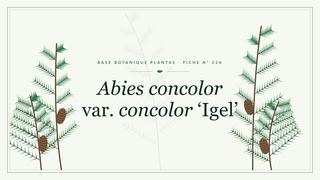 Planche botanique stylisée d’Abies concolor var. concolor ‘Igel’