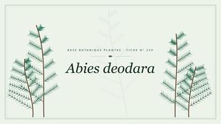 Planche botanique stylisée d’Abies deodara