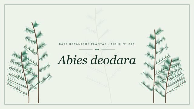 230 abies deodara : décryptage Planche botanique stylisée d’Abies deodara