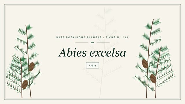 233 abies excelsa : panorama Planche botanique stylisée d’Abies excelsa