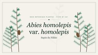 Planche botanique stylisée d’Abies homolepis var. homolepis (Sapin du Nikko)