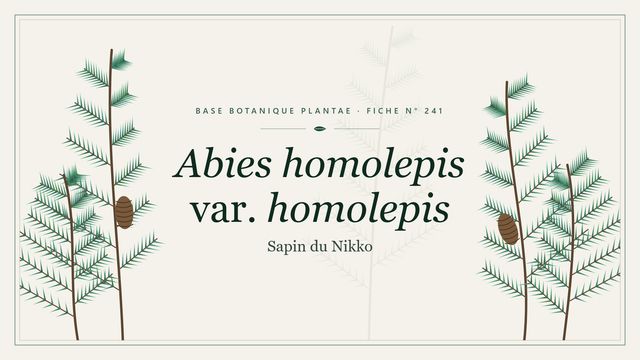 241 abies homolepis var. homolepis : comment s'y retrouver Planche botanique stylisée d’Abies homolepis var. homolepis (Sapin du Nikko)