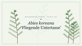 Planche botanique stylisée d’Abies koreana ‘Fliegende Untertasse’