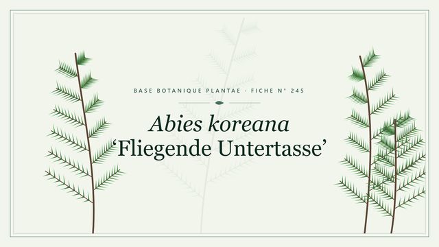 Abies koreana fliegende untertasse : fiche descriptive et taxonomie Planche botanique stylisée d’Abies koreana ‘Fliegende Untertasse’