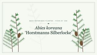 Planche botanique stylisée d’Abies koreana ‘Horstmanns Silberlocke’