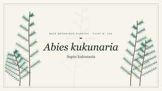 Planche botanique stylisée d’Abies kukunaria (Sapin kukunaria)