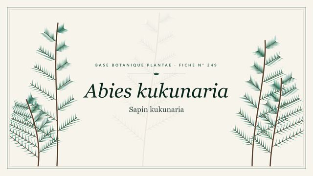 249 abies kukunaria : conseils et analyse Planche botanique stylisée d’Abies kukunaria (Sapin kukunaria)