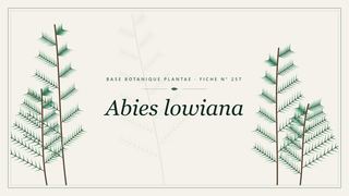 Planche botanique stylisée d’Abies lowiana