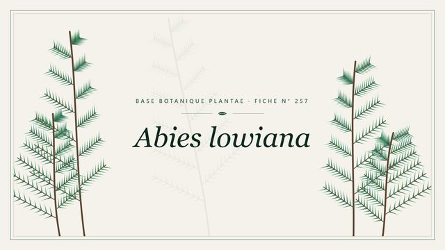 Abies lowiana : fiche descriptive et taxonomie Planche botanique stylisée d’Abies lowiana